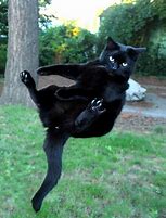 Image result for Black Cat Falling Meme