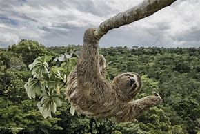 Image result for Sloth Hanging