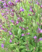 Image result for Salvia Purpurascens