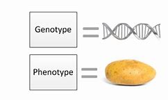 Image result for Phenotype Clip Art