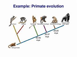 Image result for phylogenetic tree