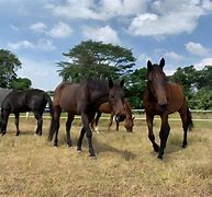Image result for Gallop Stable