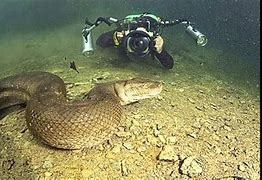 Image result for Sea Largest Snake Ever Found