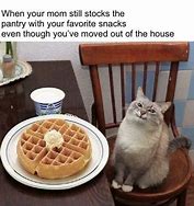 Image result for Wholesome Cat Memes