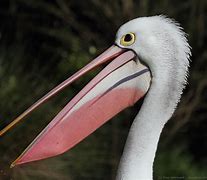 Image result for Pelican Pouch Turtle