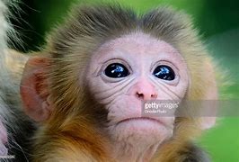 Image result for Macaque Monkey Eating