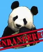 Image result for Panda in Danger