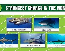 Image result for Strongest Shark