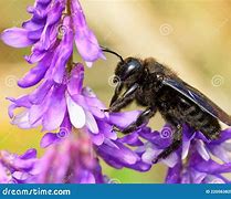 Image result for Largest Bees Megachile Pluto