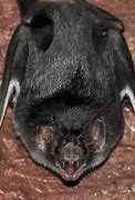 Image result for Vampire Bat Teeth Black