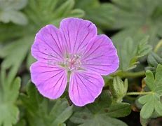 Image result for Geranium sanguineum John Elsley