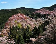 Image result for Mount Yoshino Cherry Blossom