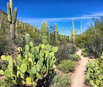 Image result for Tucson Arizona Sonoran Desert