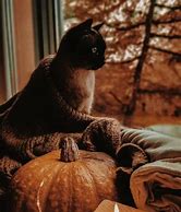 Image result for Fall Cat Aesthetic PFP