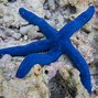 Image result for Sea Star Species