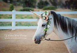 Image result for Horse Unicorn Horn