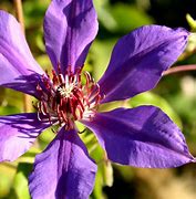 Image result for Purple and Fuschia Clematis