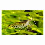 Image result for Caridina Typus