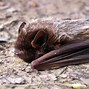 Image result for Missouri Bats Species