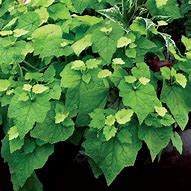 Image result for Tolmiea menziesii Cool Gold