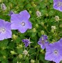 Image result for Campanula carpatica Blaue Clips