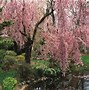 Image result for American Black Cherry Tree