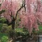 Image result for Black Cherry Tree