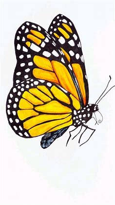Butterfly Clip art | Butterfly illustration, Butterfly drawing, Butterfly art painting