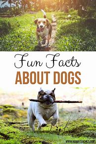 Image result for Fun Facts About Dogs