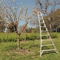 Image result for Fruit Tree Ladder