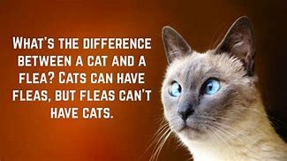Image result for Funny Cat Sentences