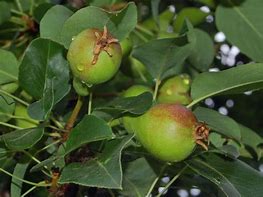 Bildresultat för Pyrus communis Calebasse Bosc