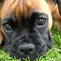 Image result for Boxer Dog Background