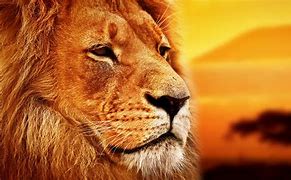 Image result for Stock Images Animals Lion 8K