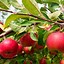 Image result for Apple Trees Growing