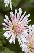 Image result for Chrysanthemum Duchess of Edinburgh (Rubellum-Gro