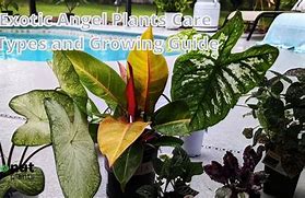 Image result for angel plant propagate