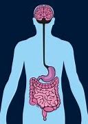 Image result for The Gut Brain Axis