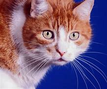 Image result for Fat Ginger Cat