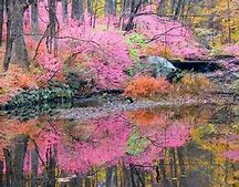 Image result for Pink Fall Lock Screen