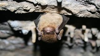 Image result for Brown Bat Sleeping