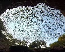 Image result for Cave with Bats
