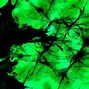 Image result for Dark Green Abstract Art