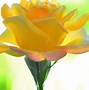 Image result for Yellow Ai Rose Image Wallpaper