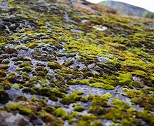 Image result for Flatwillow Moss Rock