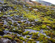 Image result for Moss On Rocks