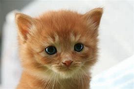 Image result for Cute Baby Kitten Face