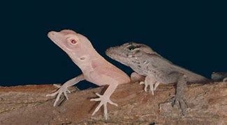 Image result for Albino Monitor Lizard