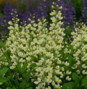 Image result for Baptisia australis Vanilla Cream