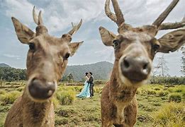 Image result for Animal Photobombs